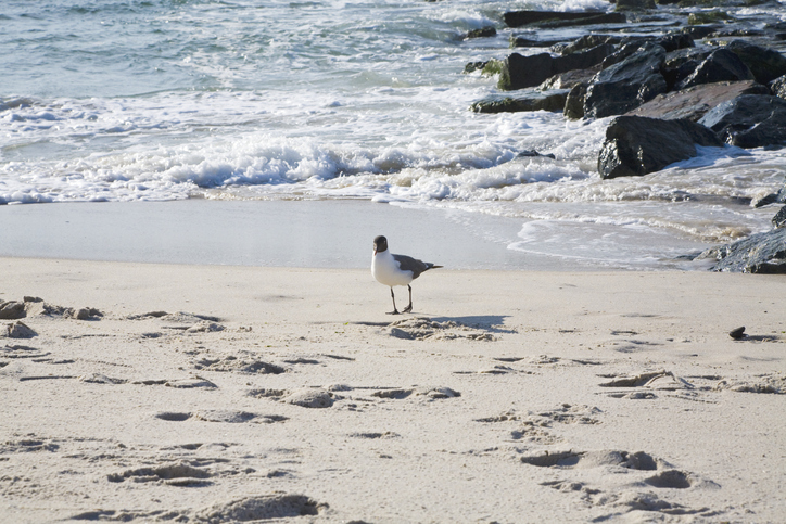 Sea Gull on the Sand in bayville nj