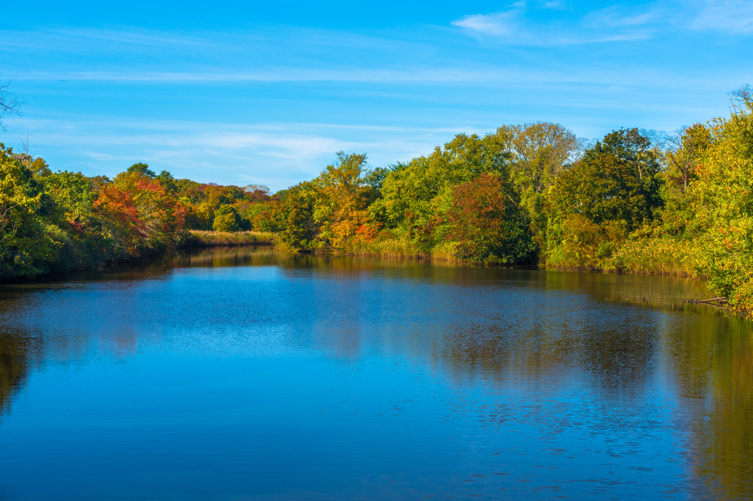 Trees on a lake Beachwood NJ