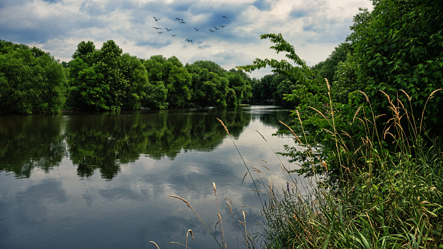 Trees on a river Forked River NJ